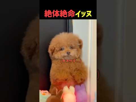 タスケテください...