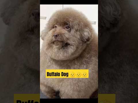 Buffalo Dog 🫡🫡🫡#foryou #memes #viralvideo #funny #tiktok #fyp