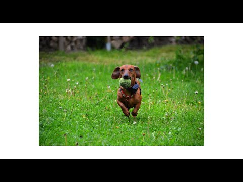 Dachshund Running around the yard (playing keep away)