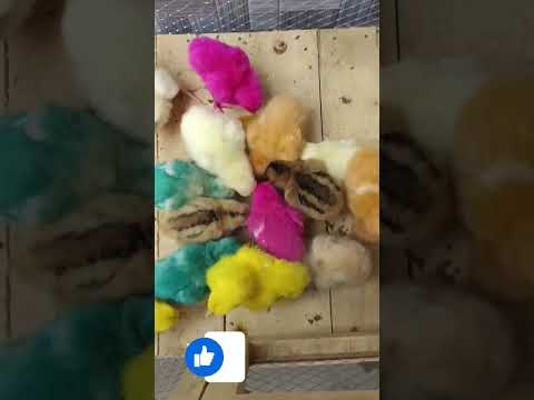 #subcribe #cute #chicken #pets #pet #chicks