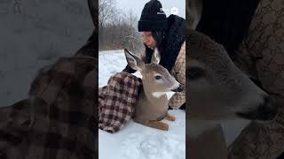 saving this deer #deer  #animalrescue