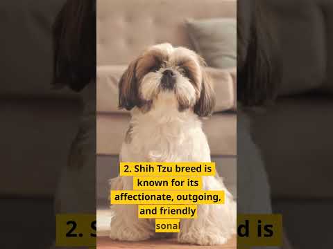 Perfect #dogs for #golden #bachelors