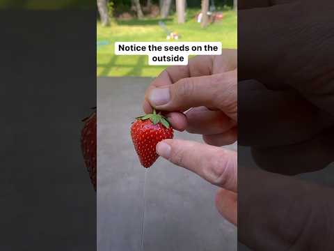 Grow strawberries from the supermarket at home #strawberry #garden #shorts #plants