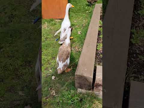 Going on a duck walk #backyardducks #freerangeducks #cuteanimals