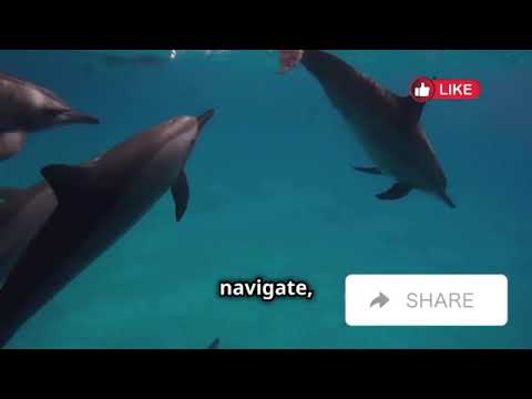 The Smartest Animals on the Planet | Avery Bliss