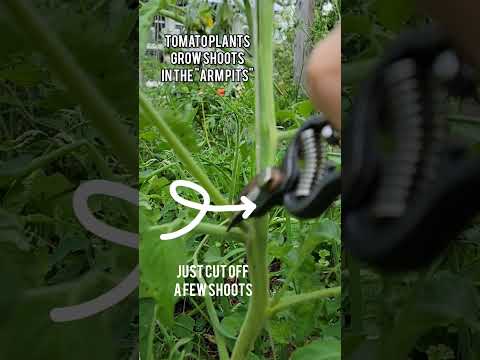 easy way to get more tomatoes #gardeningtips