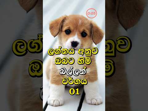 ලග්නය අනුව ඔබට හිමි බල්ලන් වර්ගය  #lagna #fypシ゚viral #astrologysinhala #dog #shorts