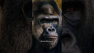Biggest ape ever... Gigantopithecus