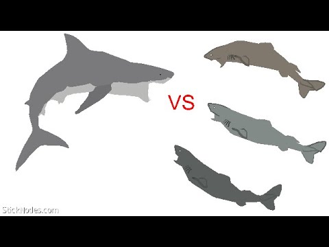 Great White Shark VS Sleeper Sharks