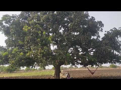 desi Borsha mango tree  , गावरान बोरश्या आंबा खान्देशातील सुप्रसिद्ध .