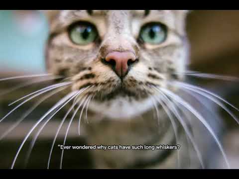 Interesting facts about cats you didn’t  know