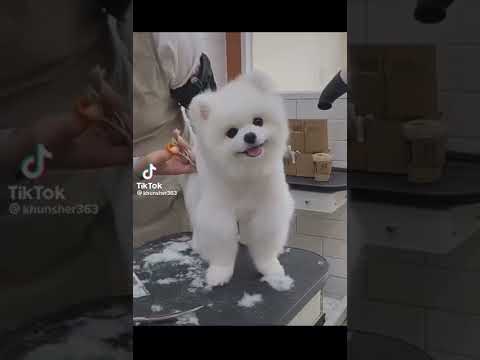 คลิปน้องหมาสุดน่ารัก No.1 #น้องหมาน่ารัก  #คลิปหมา