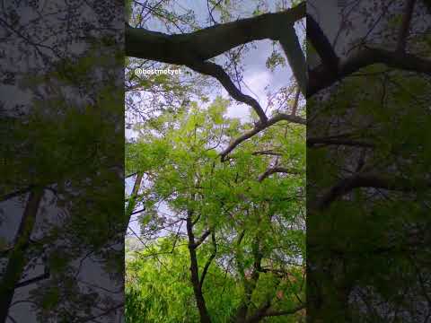 Nature sound - Birds chirping