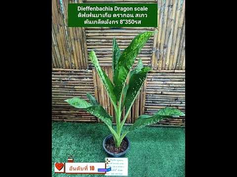 20 อันดับ no.1 Dieffenbachia