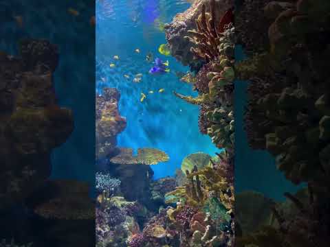 Finding Dory|Aquatic life #findingdory #aquatic #aquaticfish #dory #aquaticlife