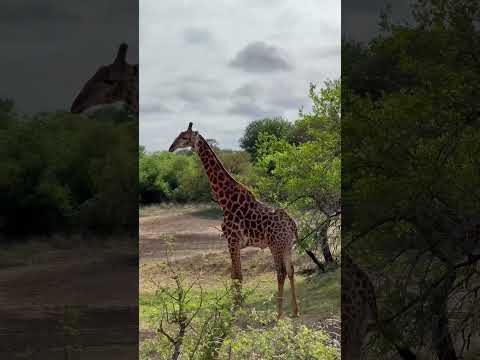 GIRAFFES on my way home?? #wildlife #giraffe #southafrica