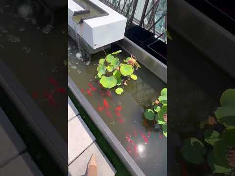 Look at these happy fish living their best life! #BlocNEST#prefabhouse #containerhome #tinyhouse
