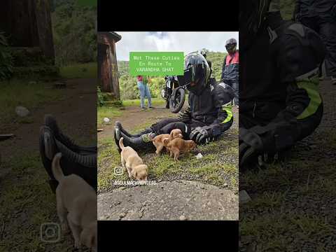 We Met these Cute Puppies enroute to #varandhaghat #soulmachineriders #weekendride #riders #ridesafe