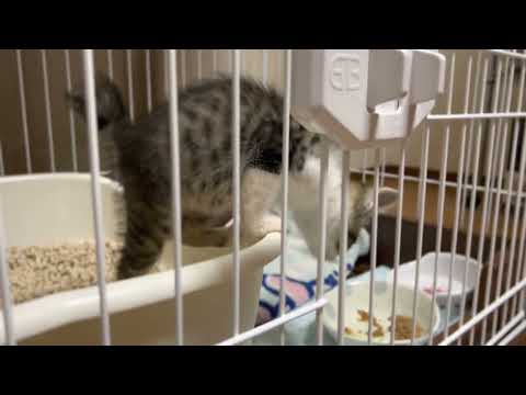 子猫がうちにやってきた