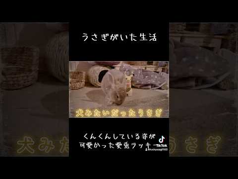 犬みたいにクンクンするウサギ #rabbit #うさぎ