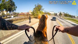 Police Horse Chases After Drug Dealer