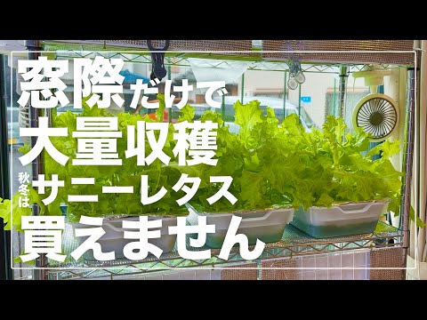 【窓際のサラダバー】サニーレタスを室内窓際だけで水耕栽培して１kg以上収穫しました。秋冬に絶対にやって欲しい家庭菜園｜初心者にも簡単おすすめ