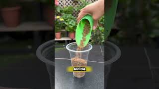Root your cuttings without soil 🤯✨