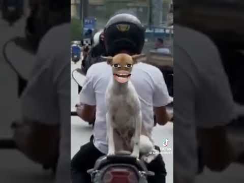 Comedy the Dog Gangster🤣🤣