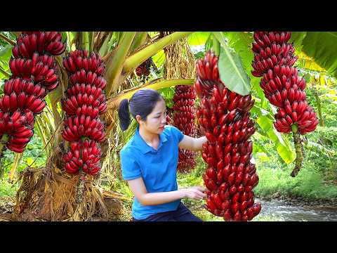 Harvesting 1000 + Giant Banana Bunch Goes Market To Sell, How to Grow Banana from Seed