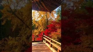 Shoshazan Engyoji Temple (Hyogo) Himeji. A very nice place tovisit #japanesetemple #japanbeauty #fy