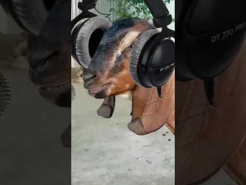 bakri ka dj song viral short video #shorts #viral #viralvideo