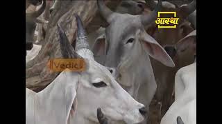 EPISODE #287 Go Gita Mahima Satsang- Shraddhey Gorishi Swami Shri Dattasharananandaji Maharajji, ...