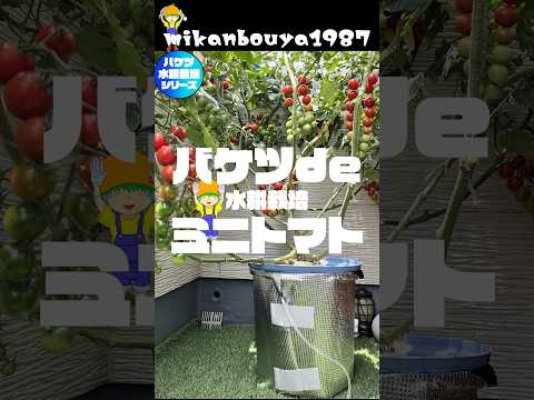 1株から1000個以上採れるミニトマトのバケツ水耕栽培。本編公開済！