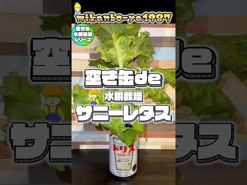 [Grows even in midsummer] I made a super easy hydroponic cultivation of sunny lettuce using an em...