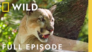 Florida Panther (Full Episode) | Secrets of the Zoo: Tampa | Nat Geo Animals