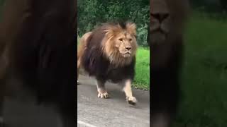 Lion in the city #pet #petlover #lion #lionking #shorts