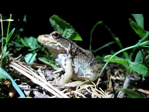 Frog Jumps Only When Touched