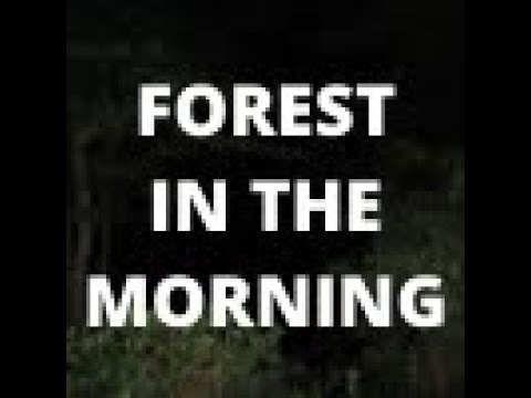 forest in the morning