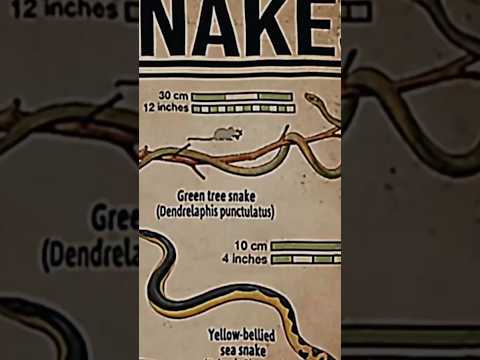 TYPES OF SNACKS|GREEN TREE SNAKE|PART-|#snake#creature@LIKEMYTH@MrBeast @tseries@AnshuBisht