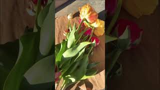 Wicked tulips u-pick flower farm in New England! #spring2023 #springgardening #newengland #tulip