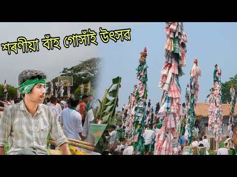sarania bah gohain festival 💚💚 | Goreswar | বাঁহ গোসাঁই উ‌‍ৎসৱ 2023 | reba7s | #sarania