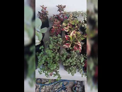 Plants! Plants! Plants!