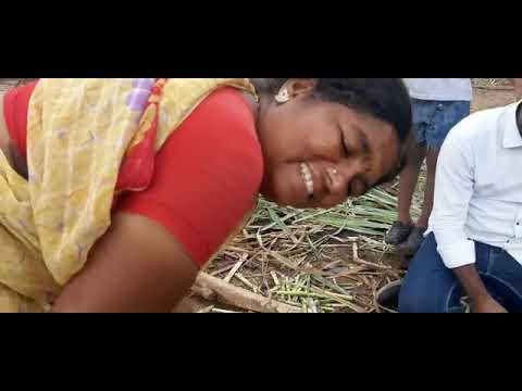 Super Napier Slips Packing | Pakchong 1 | Best Feed for Cattles