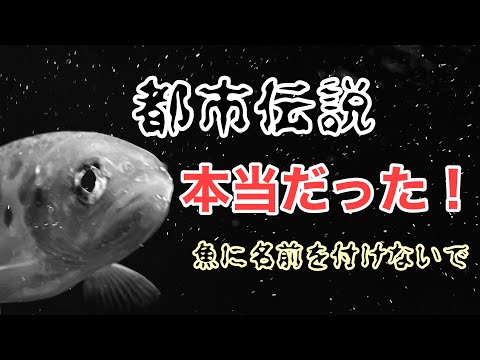 【ヤマメ】大好物のメダカに飛び付くヤマメ達　【都市伝説】魚に名前を付けてはいけない。本当でした。