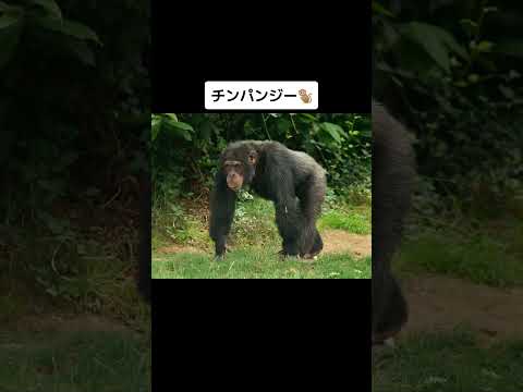 病気に罹った動物🤒 animal suffering from a disease #shorts #wisdom