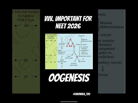 Very Important for Neet 2026 ( Oogenesis ) #biology #neet #oogenesis #shorts #trending #ncert#aiims