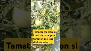 Tamatar deshi #gardening 🪴🌿 #pradoshkeupaypradeepmishraji