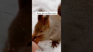 #squirrels #squirrelstory #animallover #viralanimals #trendingshorts