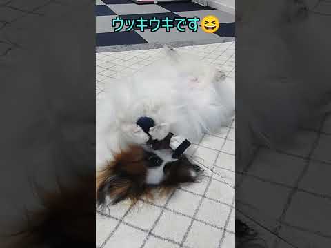 うれしくてヘソ天しちゃう💛