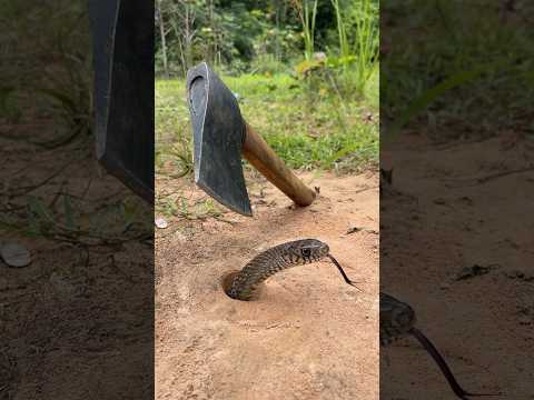 Easy snake trap 🪤 #snake #wildlife #bigsnaketrap